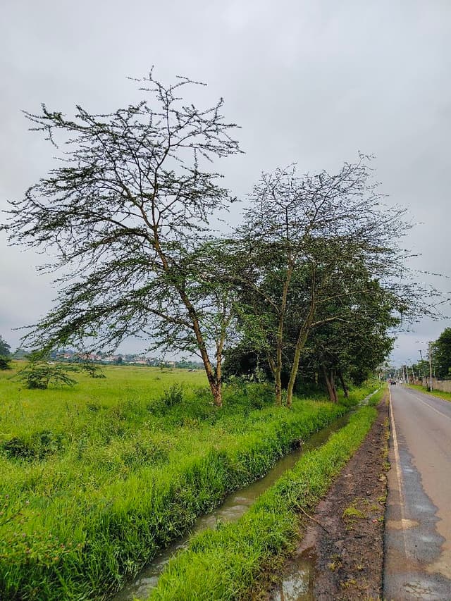 coffee gardens & event space 